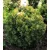 Közönséges arany tiszafa Taxus bacc.Aurea gömbre nyírva FL 30-40