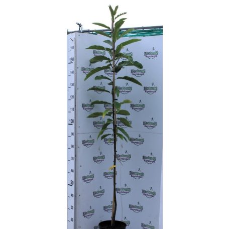 Szelídgesztenye Castanea sativa K5 150-175