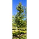 Galagonya Crataegus monogyna K5 100-125