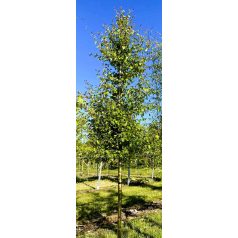 Galagonya Crataegus monogyna K5 100-125