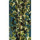 Galagonya Crataegus monogyna K5 100-125