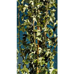 Galagonya Crataegus monogyna K5 100-125