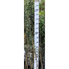 Galagonya Crataegus monogyna K5 100-125