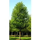 Platán Platanus hispanica  K9,5 200+