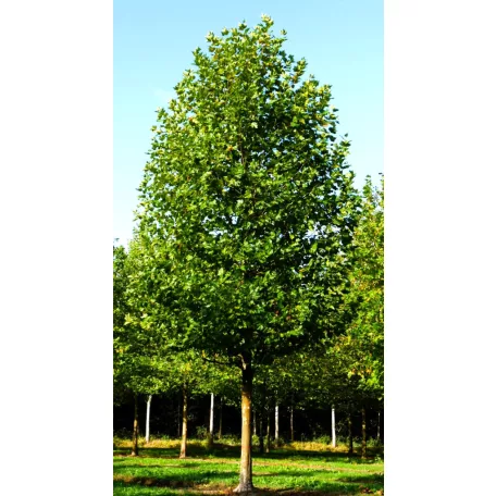 Platán Platanus hispanica  K9,5 200+