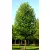 Platán Platanus hispanica  K9,5 200+