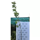 Platán Platanus hispanica  K9,5 200+