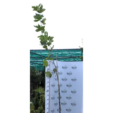 Platán Platanus hispanica  K9,5 200+