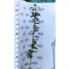 Rózsaszín virágú japán díszcseresznye Prunus serrulata 'Kanzan' K5 125-150