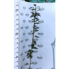   Rózsaszín virágú japán díszcseresznye Prunus serrulata 'Kanzan' K5 125-150