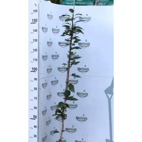 Rózsaszín virágú japán díszcseresznye Prunus serrulata 'Kanzan' K5 125-150