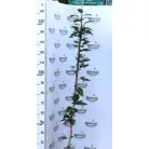 Rózsaszín virágú japán díszcseresznye Prunus serrulata 'Kanzan' K5 125-150
