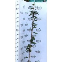   Rózsaszín virágú japán díszcseresznye Prunus serrulata 'Kanzan' K5 125-150