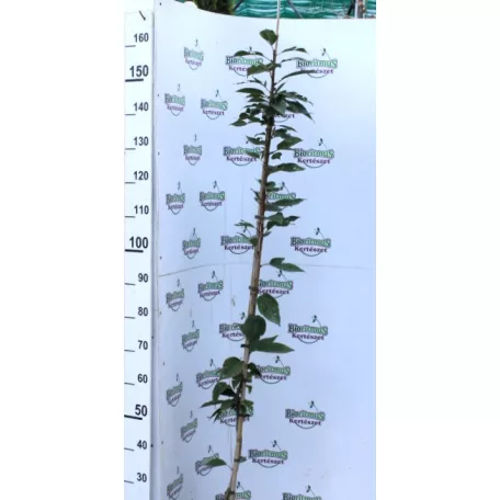 Rózsaszín virágú japán díszcseresznye Prunus serrulata 'Kanzan' K5 125-150