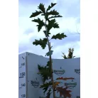 Vörös tölgy Quercus rubra K9,5 175-200