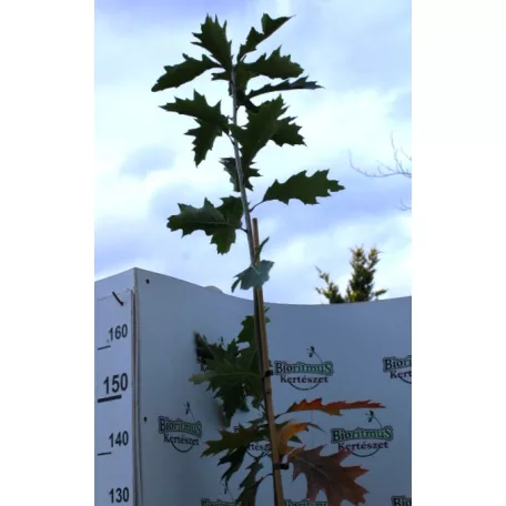 Vörös tölgy Quercus rubra K9,5 175-200