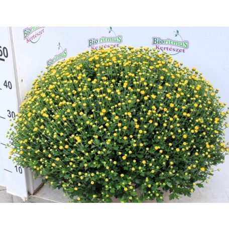 Bokros krizantém Chrysanthemum mul. Cs23