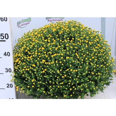 Bokros krizantém Chrysanthemum mul. Cs23