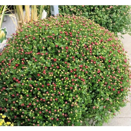 Bokros krizantém Chrysanthemum mul. Cs23