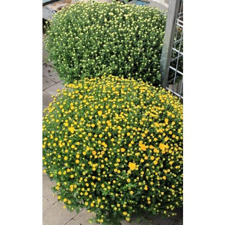 Bokros krizantém Chrysanthemum mul. Cs23