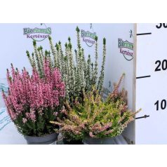 Csarab Calluna Beauty Ladies Cs10