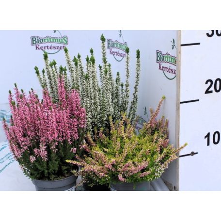 Csarab Calluna Beauty Ladies Cs10