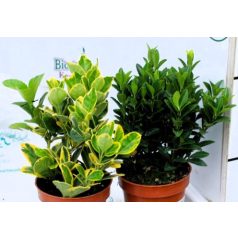 Japán kecskerágó Euonymus japonicus Gem 9 cm cserép