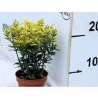 Sárgatarka japán kecskerágó Euonymus japonicus Aureus 9cm cserép