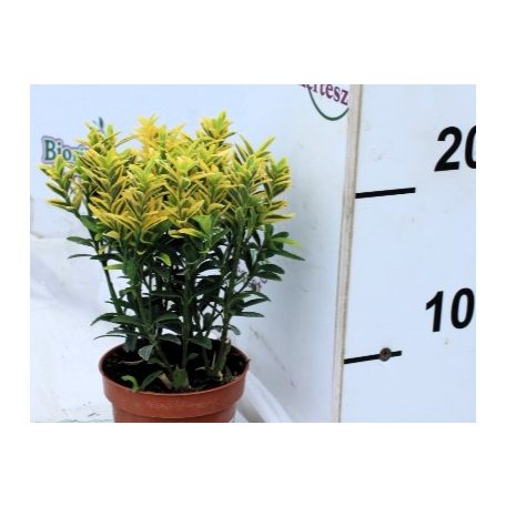 Sárgatarka japán kecskerágó Euonymus japonicus Aureus 9cm cserép