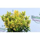 Sárgatarka japán kecskerágó Euonymus japonicus Aureus 9cm cserép