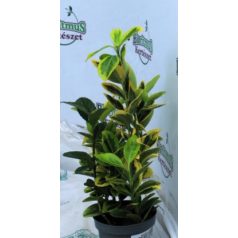   Sárga-tarka tojáslevelű japán kecskerágó Euonymus ovatus 9 cm cserép