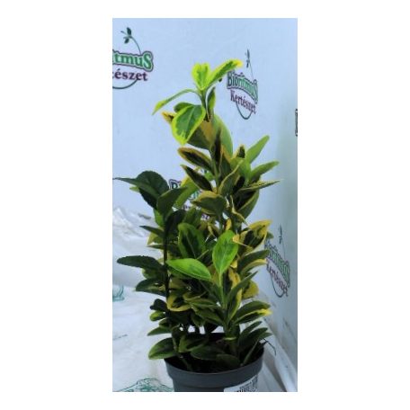 Sárga-tarka tojáslevelű japán kecskerágó Euonymus ovatus 9 cm cserép