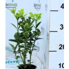 Japán kecskerágó Euonymus japonicus Gem 10 cm cserép