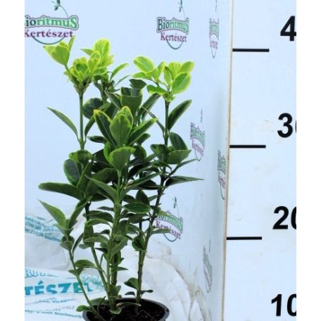 Japán kecskerágó Euonymus japonicus Gem 10 cm cserép