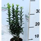 Japán kecskerágó Euonymus japonicus Gem 10 cm cserép