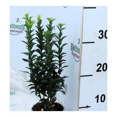 Japán kecskerágó Euonymus japonicus Gem 10 cm cserép
