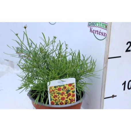 Menyecskeszem Coreopsis Firefly 14 cm cserép