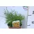 Menyecskeszem Coreopsis Firefly 14 cm cserép