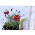 Menyecskeszem Coreopsis v.Limerock Ruby 14 cm cserép