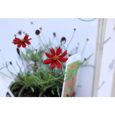 Menyecskeszem Coreopsis v.Limerock Ruby 14 cm cserép