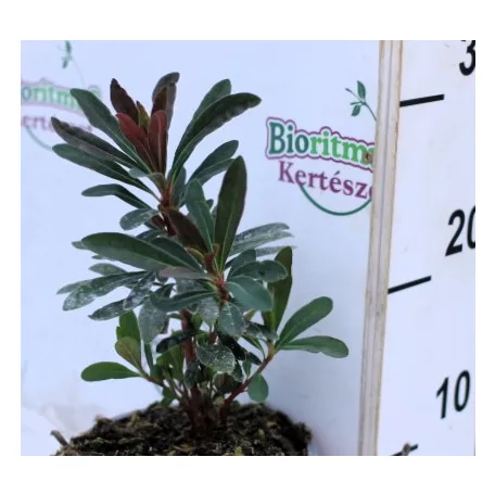 Bíborlevelű kutyatej Euphorbia am.Purpurea 14 cm cserép
