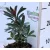 Bíborlevelű kutyatej Euphorbia am.Purpurea 14 cm cserép