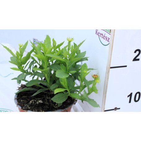 Őszi napfényvirág Helenium aut.Fuego 14 cm cserép