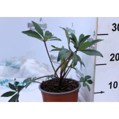 Hunyor, Winterbells Helleborus Winterbells 15 cm cserép