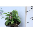 Borzas púpliliom Tricyrtis hirta 14 cm cserép