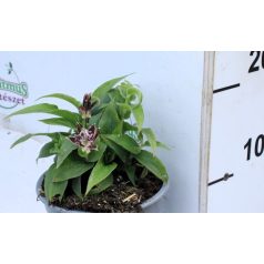 Borzas púpliliom Tricyrtis hirta 14 cm cserép
