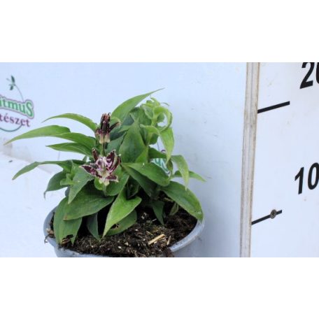 Borzas púpliliom Tricyrtis hirta 14 cm cserép