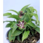 Borzas púpliliom Tricyrtis hirta 14 cm cserép