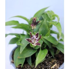Borzas púpliliom Tricyrtis hirta 14 cm cserép
