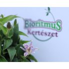 Borzas púpliliom Tricyrtis hirta 14 cm cserép